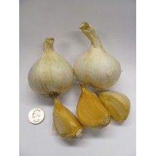 Elephant Garlic Seed - Full Bulbs (Medium)