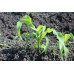Reid's Yellow Dent Corn