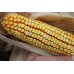 Reid's Yellow Dent Corn